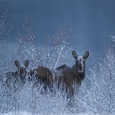 Sorrisniva Arctic Wilderness Lodge Альта Экстерьер фото